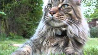 Cats and Kittens  Coonawarra Maine Coons [upl. by Dazhehs]