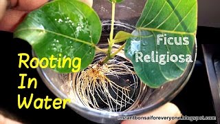 Rooting ficus cuttings in water  Part 2 Subtitles Available [upl. by Arretak196]