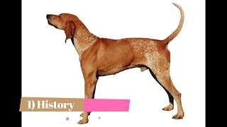 English Redtick Coonhound [upl. by Hodess]