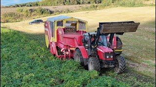 Potato Harvesting Norway  Grimme 8555  Massey Ferguson 6470 [upl. by Sairu]