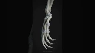 Ligaments of the Hand physiology medicalanimation skeleton 3danatomy anatomyart [upl. by Tobi]