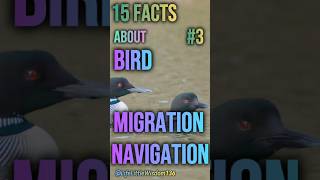 15 Facts About Bird Migration Navigation Part 3 [upl. by Kienan528]