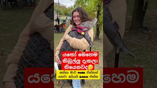 කිබුලට ගියපු කලක් 😁 Whotto funny crocodile shortvideo shorts youtubeshorts දෙවුවා [upl. by Weatherby]