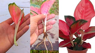 How to grow Aglaonema plant  How to propagate Aglaonema from cuttings [upl. by Kalie]