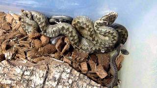 Common adder Vipera berus has recently given birth [upl. by Waterer]