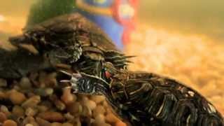 Red eared slider turtles mating dance [upl. by Orabla672]