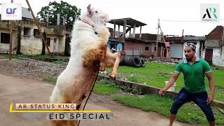 EidUlAdha Special Bakra Eid Whatsapp Status  Energetic Goat 2019  Eid Special 2019 [upl. by Ericha998]