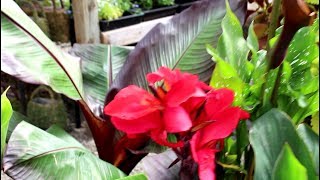 How to grow Cannas and BananasGarden Style nw [upl. by Blane]