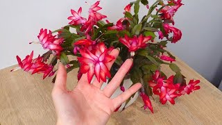 Your Christmas Cactus Will Bloom Like Never Before Heres the Secret Fertilizer [upl. by Krishna574]