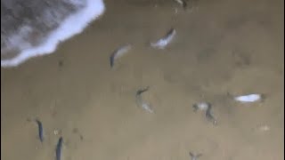 Grunion run California [upl. by Rumpf]