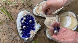 Wow Dark blue pearls are taken out of a pearl oyster mixed with huge silver pearls [upl. by Eednil196]