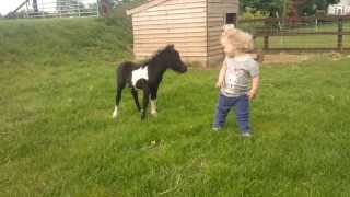 newborn miniature shetland foal gets friendly with young children [upl. by Anisor]