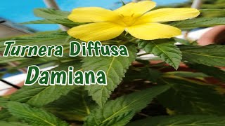 🌿🌱🍃Turnera Diffusa  Damiana  Care Guide  Description [upl. by Knepper]