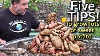 5 Tips How to Grow a Ton of Sweet Potato in One Container or Garden Bed [upl. by Gunner]