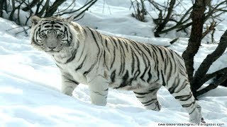 Snow tigers I Animal beautiful and fascinating I National Geographic [upl. by Saidee]