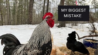 My Biggest Mistake  Healing Scaly Leg Mites and Lice on Chickens [upl. by Cardie]