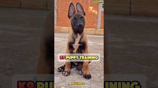 🔥 Malinois 5Meter High Jump A Journey from Pup to Pro dog k9dogtraining belgianmalinois [upl. by Anilesor]