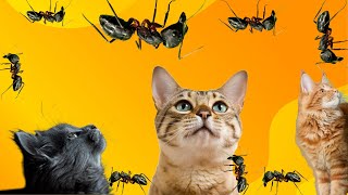 JUEGOS PARA GATOS  Atrapa Hormigas Realistas 🐜 Insectos Juego para gatos [upl. by Urbanus]