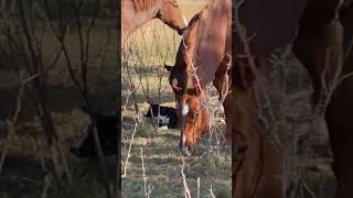 Bo chillin with his herd 😎 cow sheep horses cowdog [upl. by Nanis598]