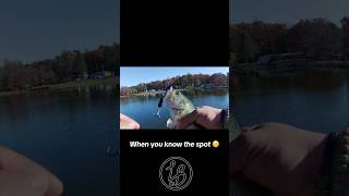 New lipless crank prototype definitely catches fish 🎣 wwwlazybaitscocom [upl. by Reames]