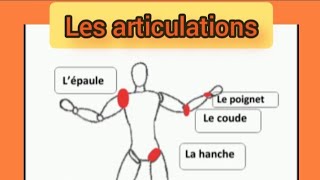 Les articulations [upl. by Dougy]