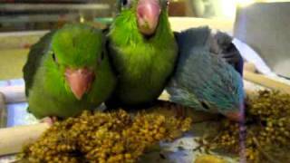 Parrotlets eating millet4 weeks old [upl. by Job]