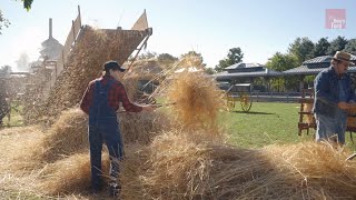 How Farmers Harvested and Threshed Wheat in the 1880s [upl. by Bean]