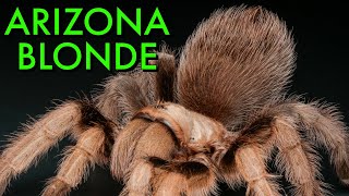 BEST Care For Aphonopelma chalcodes  Arizona Blonde Tarantula [upl. by Nahaj]