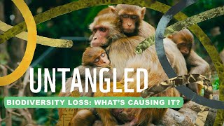 Untangled Biodiversity loss  what on Earth is causing it [upl. by Ewer]