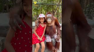 Orangutan cute activities shorts facts kimtifacts animals [upl. by Nodyroc]