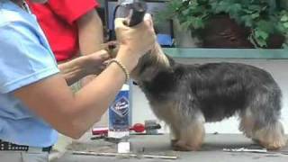 Super Styling Session SoftCoated Yorkshire Terrier or Yorkie Grooming Tips [upl. by Onitsoga]