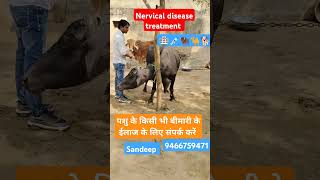 Nervical disease treatment trending viralvideo animals nervicaltreatment shorts ringtone 🐕🐪🦬💉 [upl. by Darom]