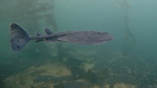 Scuba Dive the Municipal Wharf 2 and the Amtrack  Sailboat Wreck off Del Monte Beach Monterey CA [upl. by Lucic]