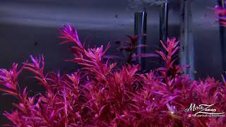 ROTALA BLOOD RED SG [upl. by Nosirrag959]