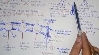 Chemiosmosis And Oxidative Phosphorylation  Federal And KPK Board  Class 11 Biology [upl. by Oirevlis62]