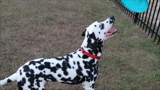 Adorable Dalmatian Puppy Catching Frisbee [upl. by Ttezzil]