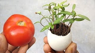 Grow tomatoes easily at home  Best tomato growing tips [upl. by Odiug434]