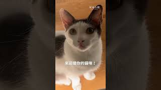 你的貓咪晚上都不睡覺嗎？😎 好味小姐 cat [upl. by Vandyke697]