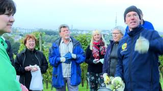 Weinlese 2017 Erntezeit im Uniweinberg [upl. by Barry]