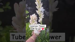 My Garden ♥️ Tuberose Flower 😍😍 trending nature viralvideo garden love [upl. by Elocaj]