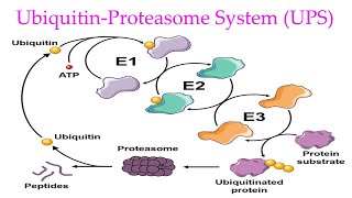 Ubiquitin Proteasome System Explained Ubiquitin Proteasome Pathway in eukaryotes [upl. by Oneil]