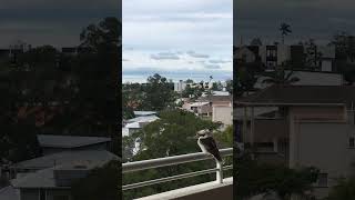 Kookaburra Taringa Brisbane [upl. by Niowtna]