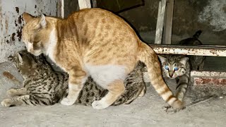 Big male cat mating with kitten [upl. by Corinna]