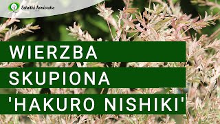 Wierzba Hakuro Nishiki  roślina na żywopłot [upl. by Nellek]