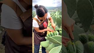 Cactus farming in china  🇨🇳 [upl. by Thia829]