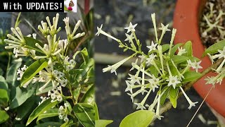 RIGHT WAY To Grow amp Care For NightBlooming JASMINE Plant [upl. by Vidda902]