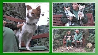 Hundevermittlung  OktoberNovember 2017 Tierheim Hannover TV [upl. by Minica125]