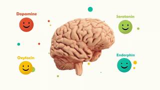 Happy Brain Chemicals dopamine serotonin oxytocin endorphin [upl. by Yllah]