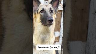 මොනාද මේ ඉව කරන්නෙ 😱😮 germanshepherd [upl. by Anastase]