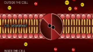 transport across the cell membrane super final [upl. by Sallad]